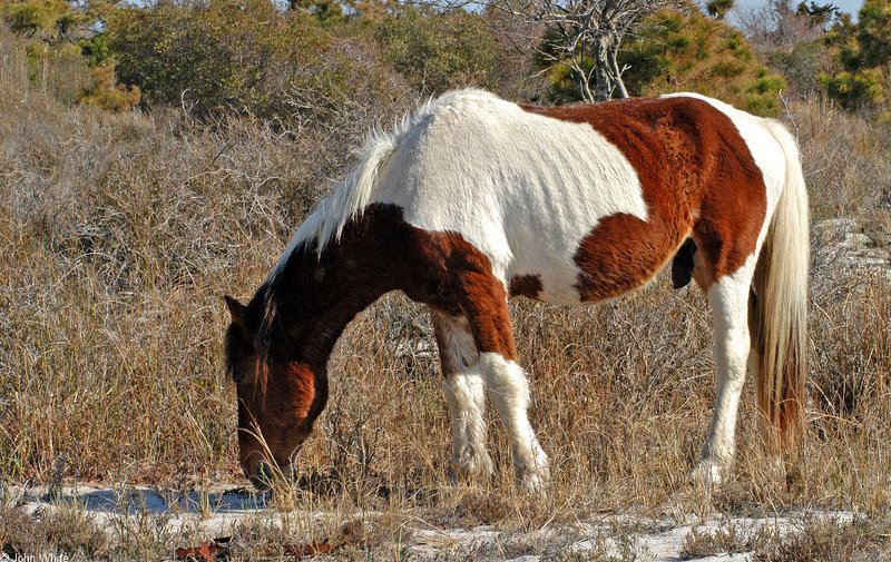 Wild Ponies; DISPLAY FULL IMAGE.