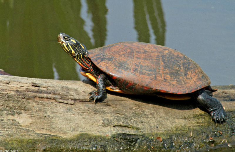 Eastern Painted Turtle (Chrysemys picta picta); DISPLAY FULL IMAGE.
