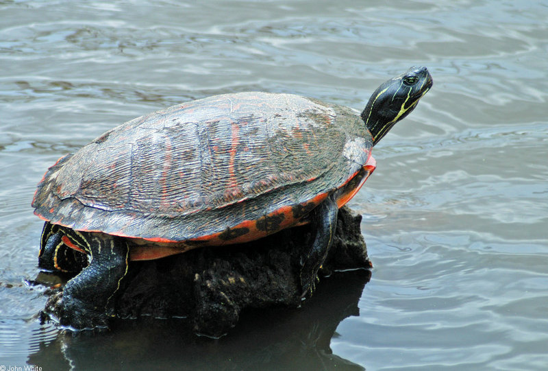 Red-bellied Cooter (Pseudemys rubriventris); DISPLAY FULL IMAGE.