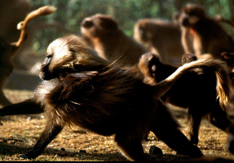 Gelada Baboons; DISPLAY FULL IMAGE.