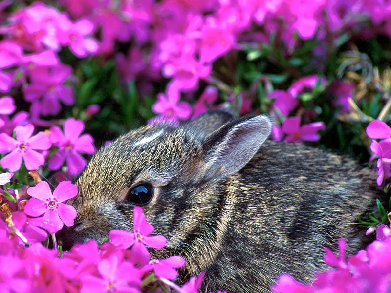 Baby Eastern Cottontail Rabbit, Indiana; DISPLAY FULL IMAGE.