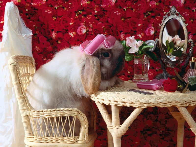 Bad Hare Day; DISPLAY FULL IMAGE.