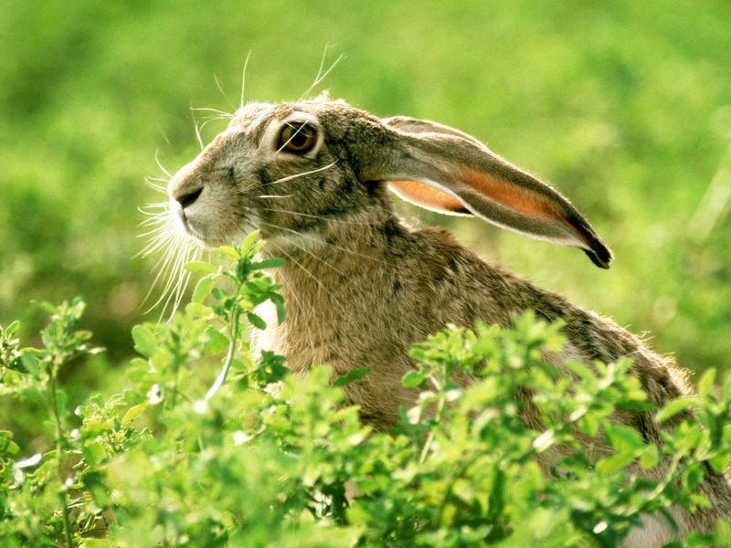 Black-Tailed Jackrabbit / Lepus californicus; DISPLAY FULL IMAGE.