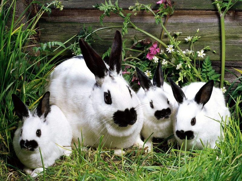 Bunch o' Bunnies; DISPLAY FULL IMAGE.