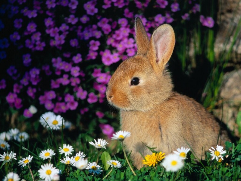 Funny Bunny; DISPLAY FULL IMAGE.