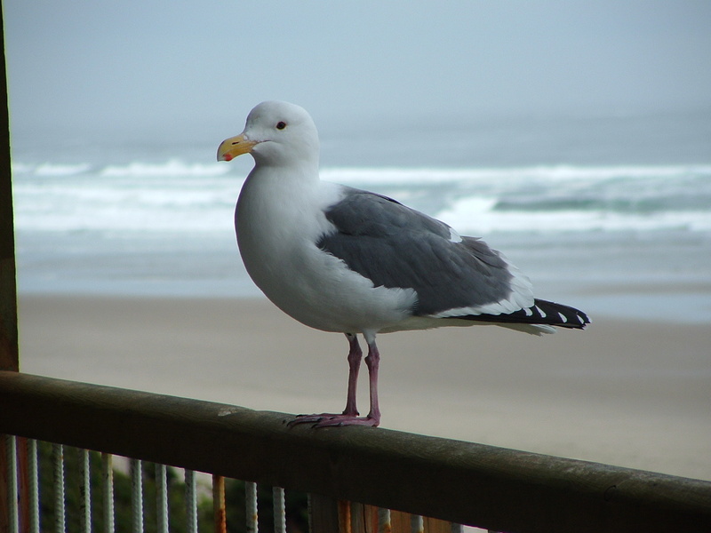 Western Gull; DISPLAY FULL IMAGE.