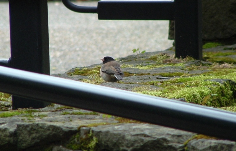Oregon Junco; DISPLAY FULL IMAGE.
