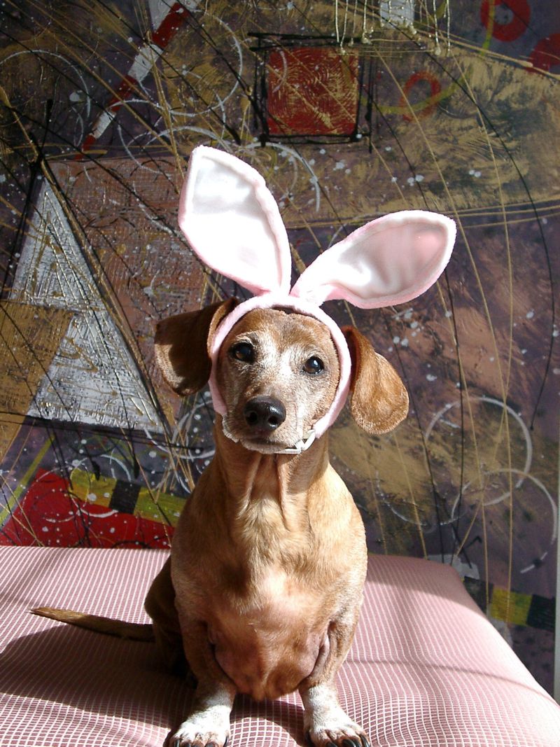 Easter Bunny?; DISPLAY FULL IMAGE.