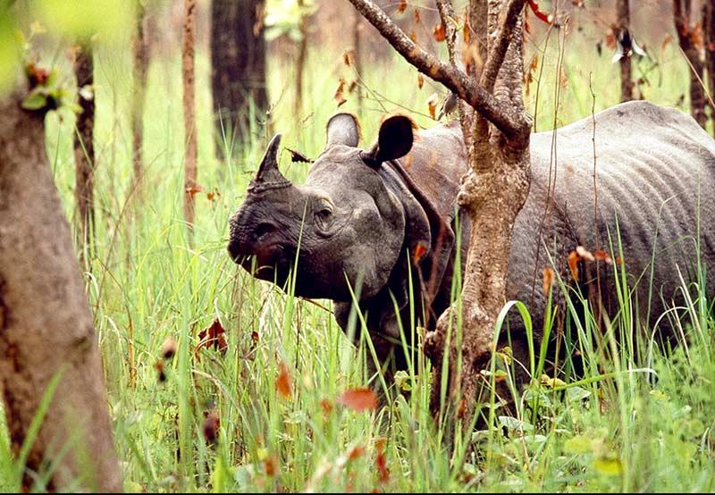 Rhino; DISPLAY FULL IMAGE.