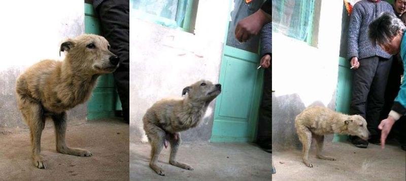 Two-legged Dog; DISPLAY FULL IMAGE.