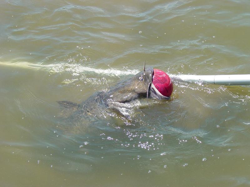 Ball Catfish; DISPLAY FULL IMAGE.