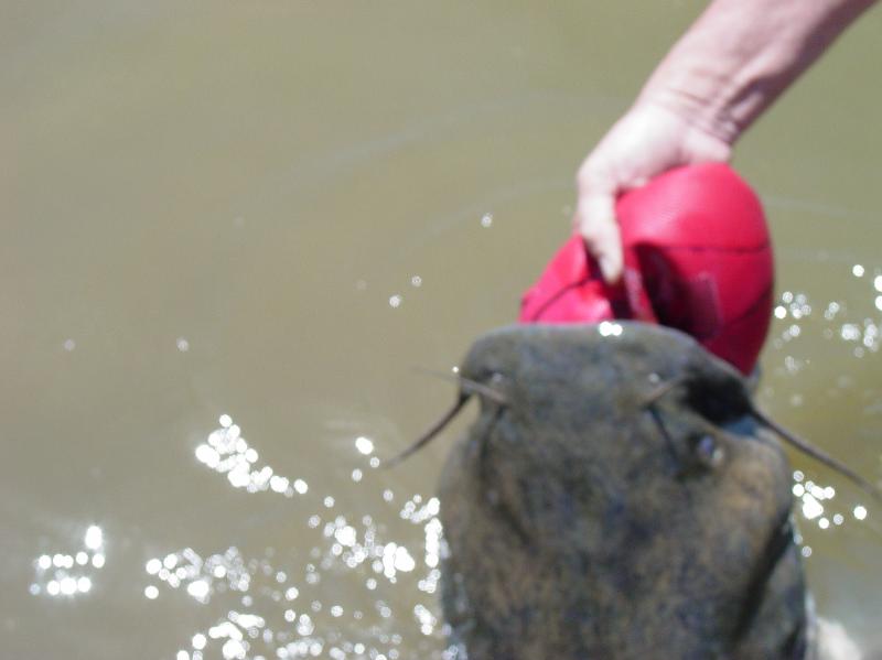 Ball Catfish; DISPLAY FULL IMAGE.