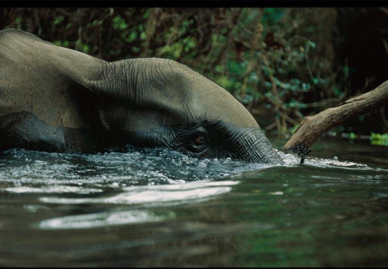 Submerging Elephant; DISPLAY FULL IMAGE.