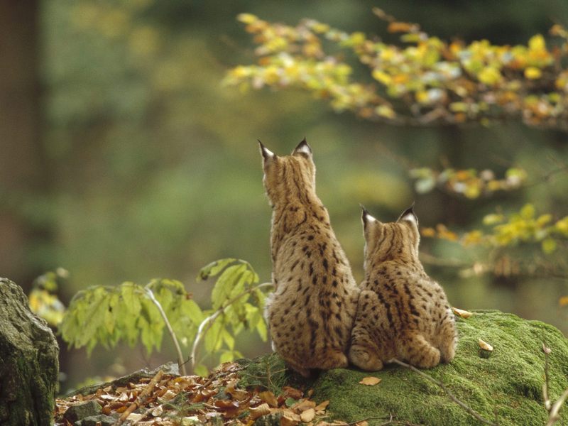 Best Buds, Eurasian Lynxes; DISPLAY FULL IMAGE.