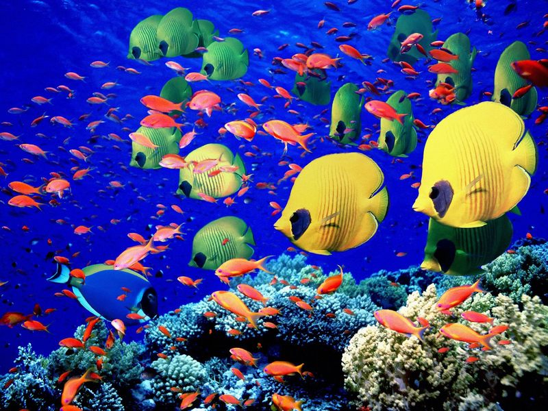 Life Below the Red Sea, Egypt; DISPLAY FULL IMAGE.