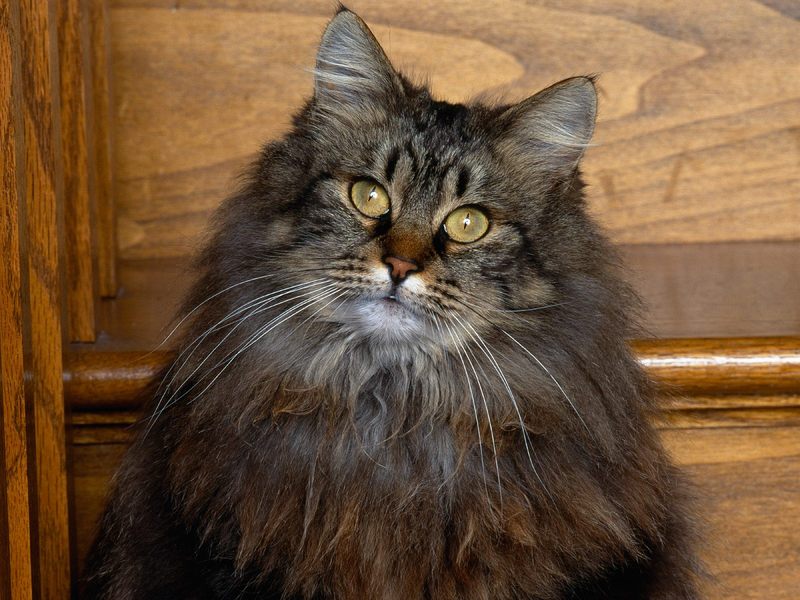 Longhair Tabby; DISPLAY FULL IMAGE.