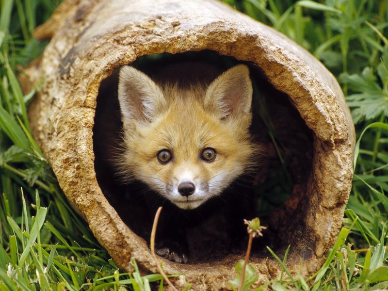 Peek-a-Boo, Red Fox Kit; DISPLAY FULL IMAGE.