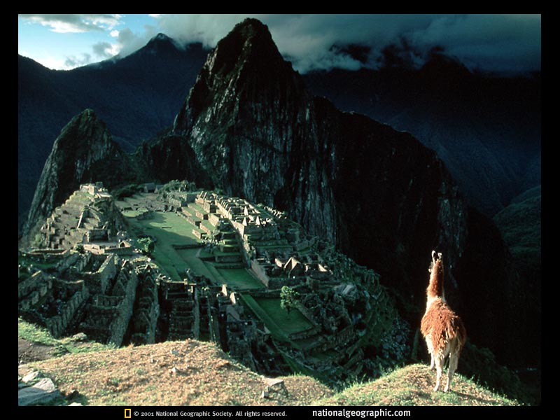 Llama; DISPLAY FULL IMAGE.