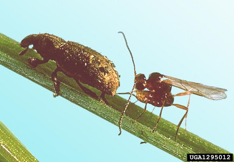 Parasitoid Wasp (Microctonus hyperodae) {!--기생벌류-->; DISPLAY FULL IMAGE.