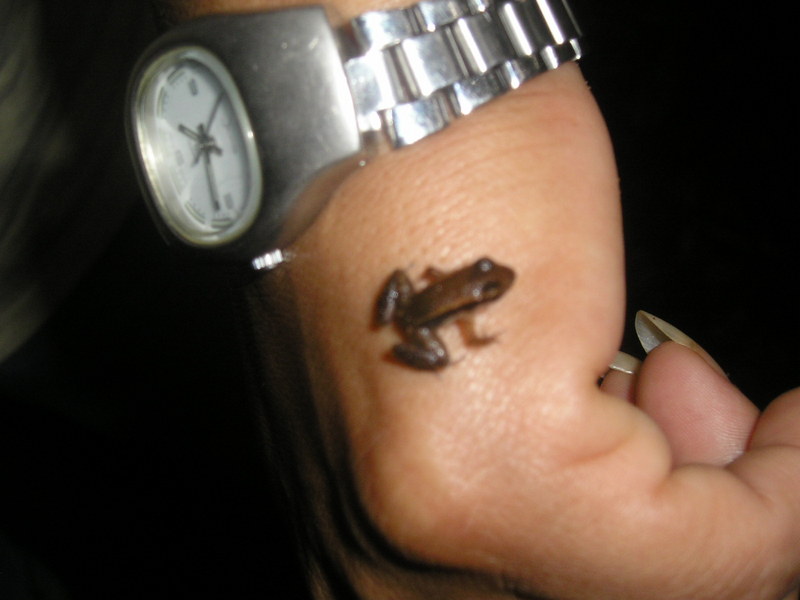 PEQUE??A RANA TAMBOPATA PERU; DISPLAY FULL IMAGE.