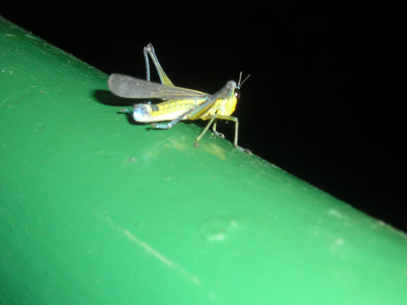 Grillo Amarillo TAMBOPATA PERU; DISPLAY FULL IMAGE.