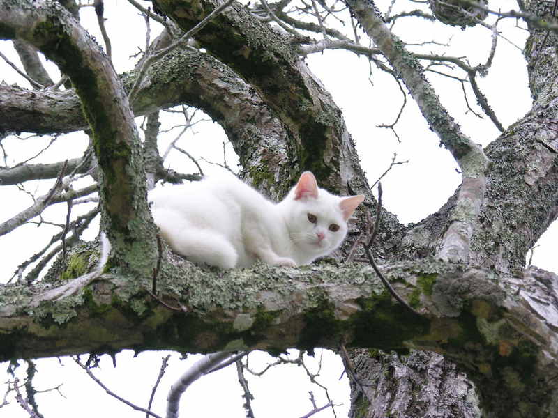 Galician cat; DISPLAY FULL IMAGE.