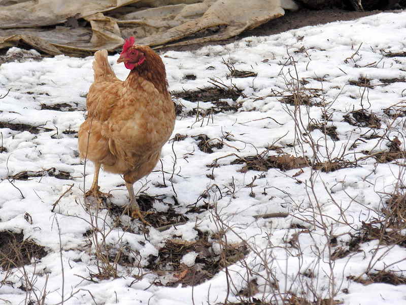Gali??a, Gallina; DISPLAY FULL IMAGE.