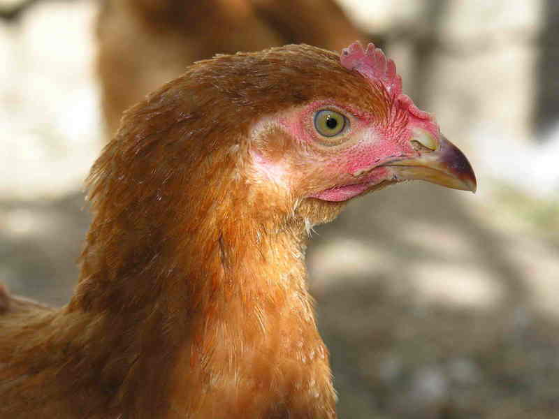 Gali??a, Gallina; DISPLAY FULL IMAGE.