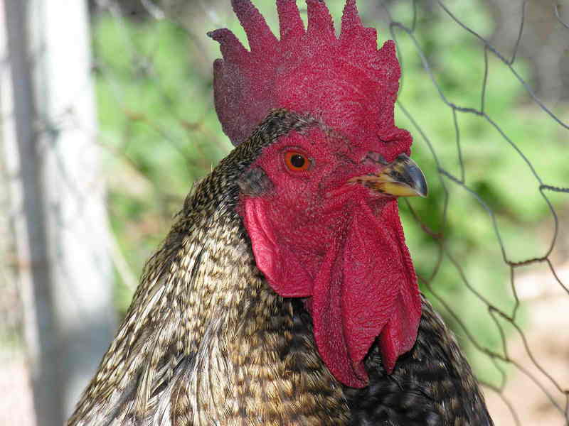 Galo, gallo; DISPLAY FULL IMAGE.