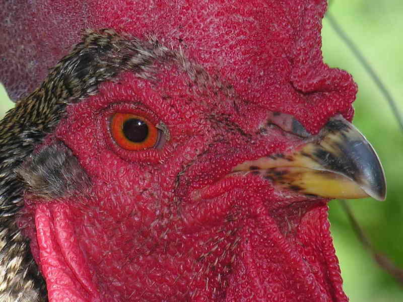 Galo, gallo; DISPLAY FULL IMAGE.
