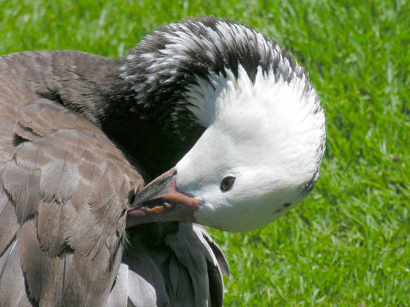 Ganso, Goose; DISPLAY FULL IMAGE.