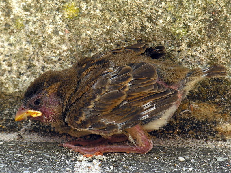 Gorri??n passer domesticus chick; DISPLAY FULL IMAGE.