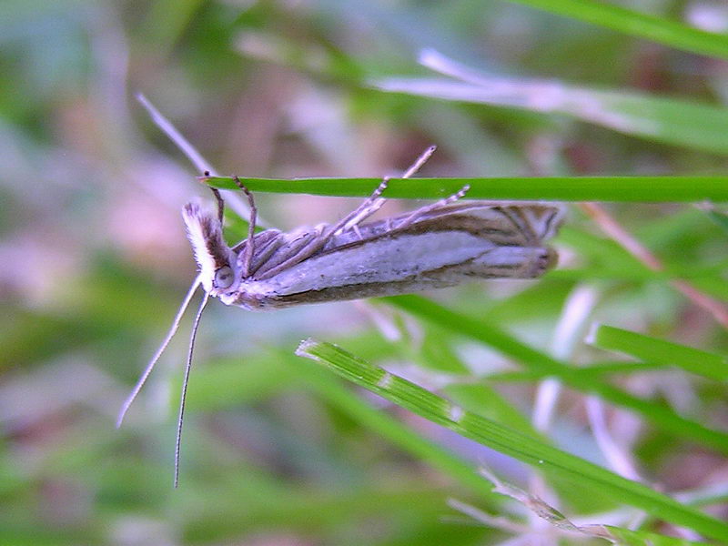 Couza. Moth; DISPLAY FULL IMAGE.