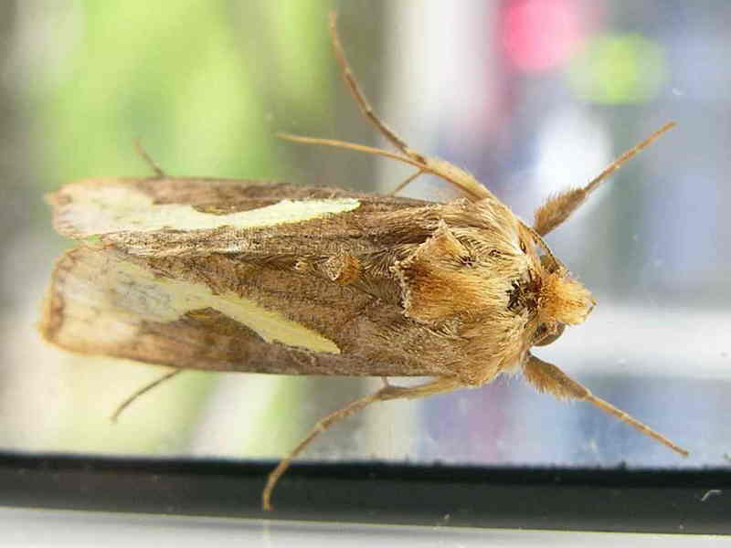 Butterfly. Bolboreta. Mariposa. moth; DISPLAY FULL IMAGE.