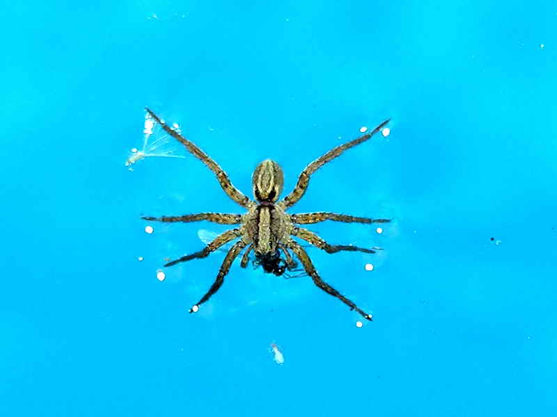 Spider. ara??a; DISPLAY FULL IMAGE.