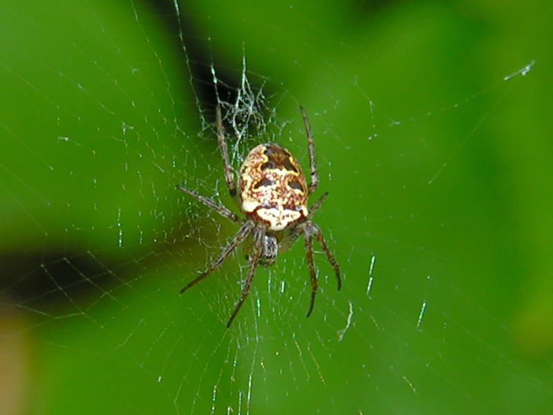 Spider. ara??a; DISPLAY FULL IMAGE.