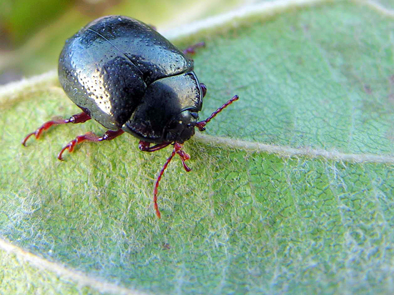Escaravello, Beetle, Beatle; DISPLAY FULL IMAGE.