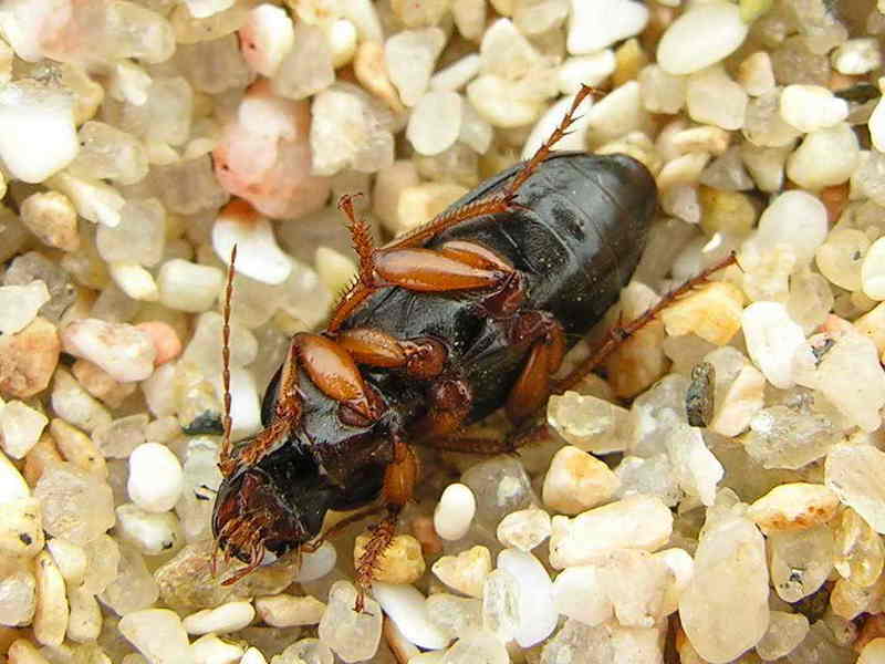 Escaravello, Beetle, Beatle; DISPLAY FULL IMAGE.