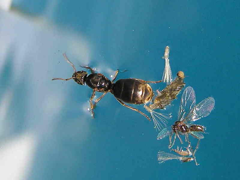 Ant, Formiga; DISPLAY FULL IMAGE.