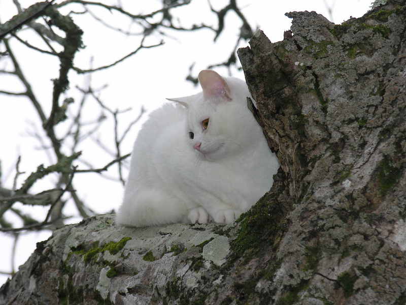 Cat, gato; DISPLAY FULL IMAGE.