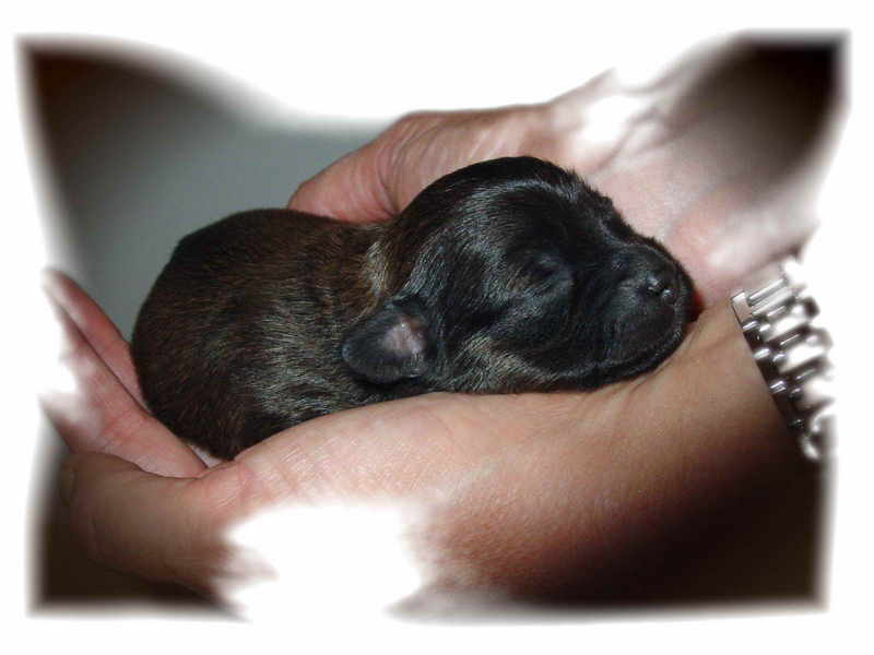 Dog, can; DISPLAY FULL IMAGE.