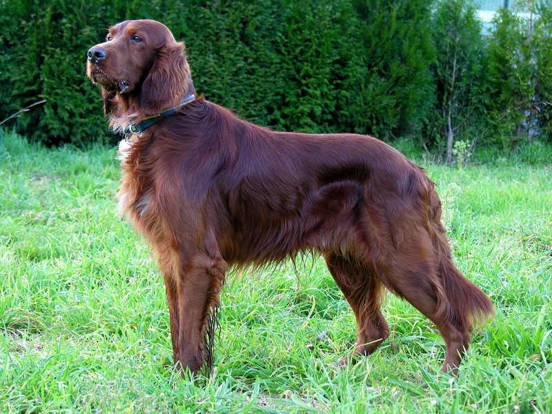 Dog, can. Setter; DISPLAY FULL IMAGE.