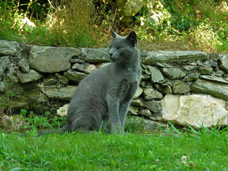 Cat, gato; DISPLAY FULL IMAGE.