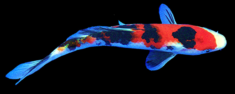 Kio Carp; DISPLAY FULL IMAGE.