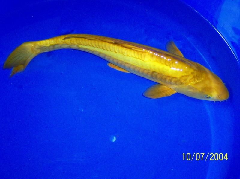 Kio Carp; DISPLAY FULL IMAGE.