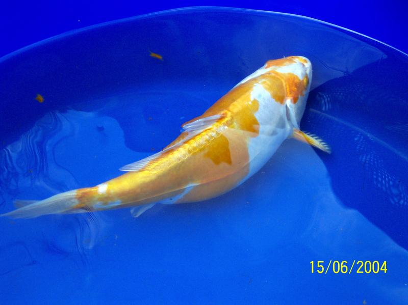 Kio Carp; DISPLAY FULL IMAGE.