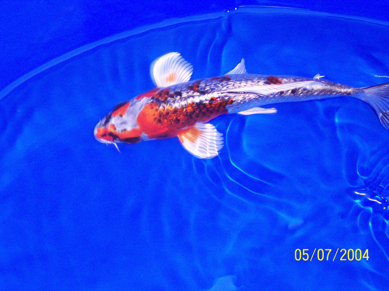 Kio Carp; DISPLAY FULL IMAGE.