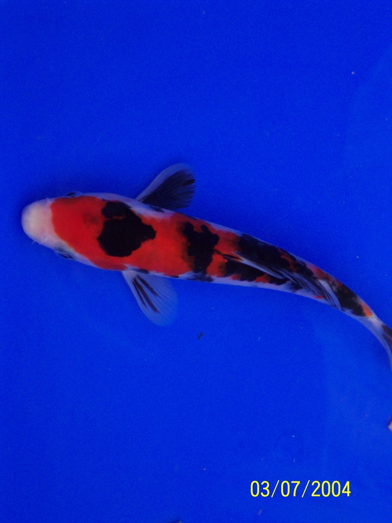 Koi Carp; DISPLAY FULL IMAGE.