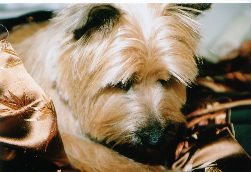 Cairn Terriers; DISPLAY FULL IMAGE.