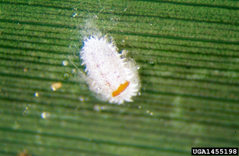 Citrus Mealybug (Planococcus citri) {!--귤가루깍지벌레-->; DISPLAY FULL IMAGE.